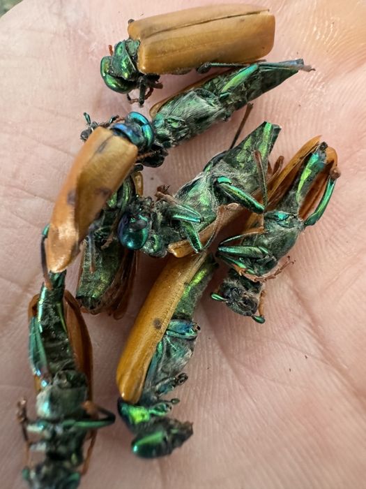 Алтын коныз мааайский жук золотой жук