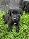 Dau spre adoptie 3 catelusi negri