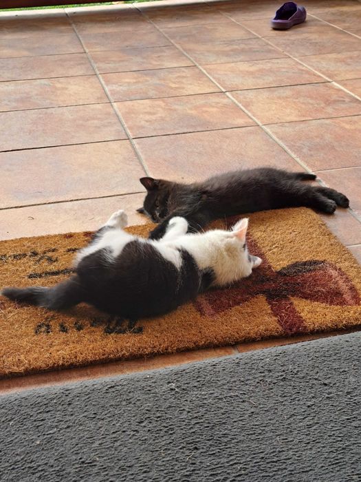 Pisici, donez pisici