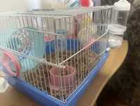 Vand hamster cu tot cu cusca