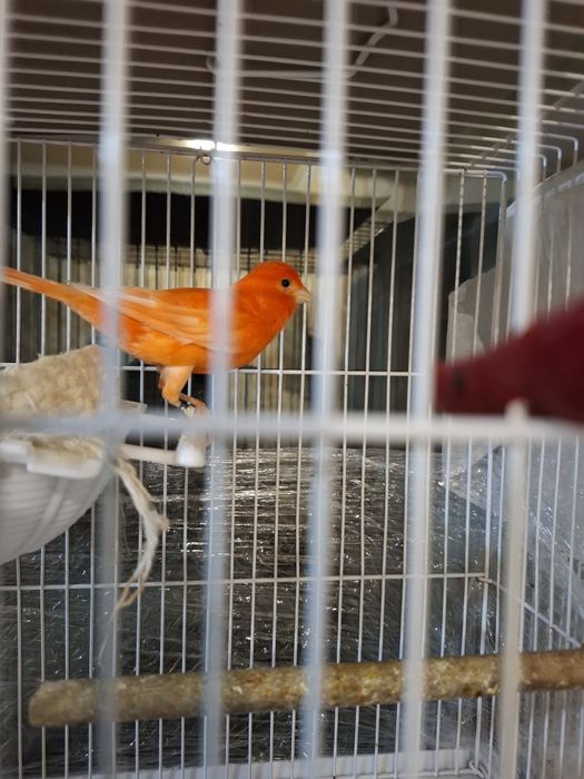 Асалому алекум канарека модала сотилади