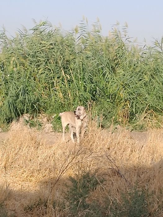 Alabay kuchuk sotiladi