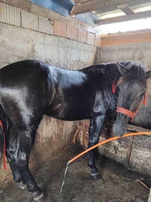 Armăsar negru...
