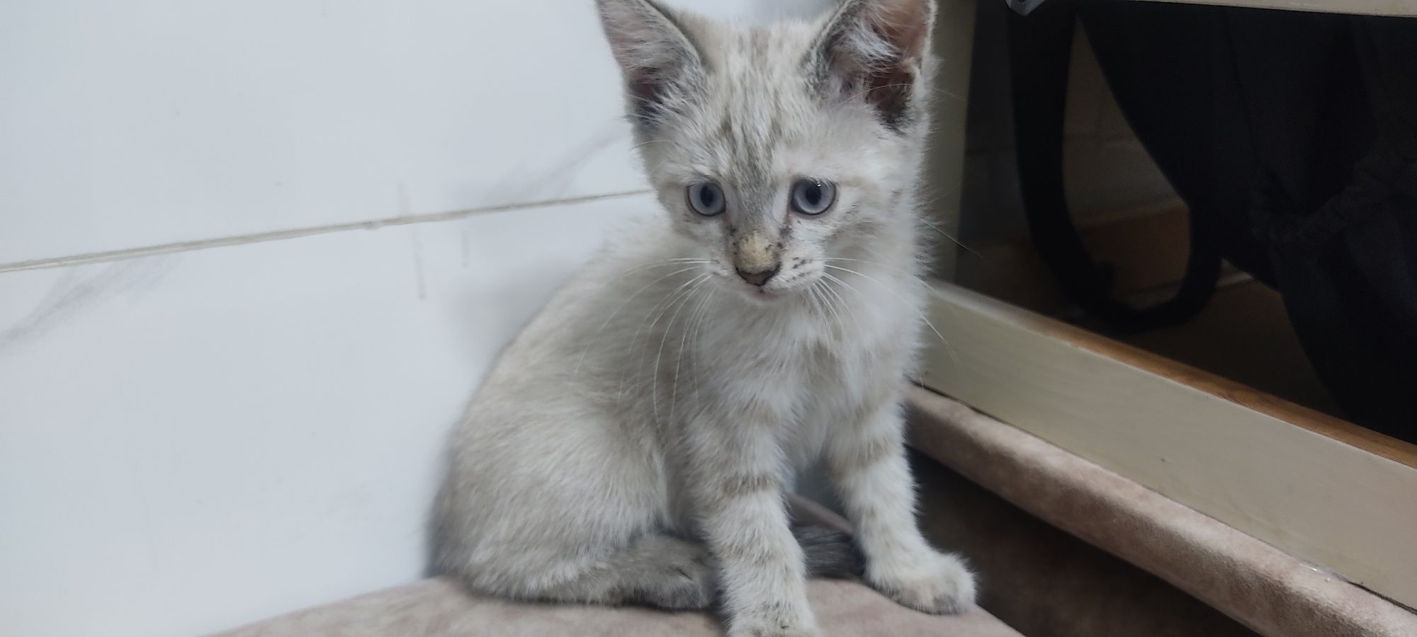 Mushuk tekinga beriladi