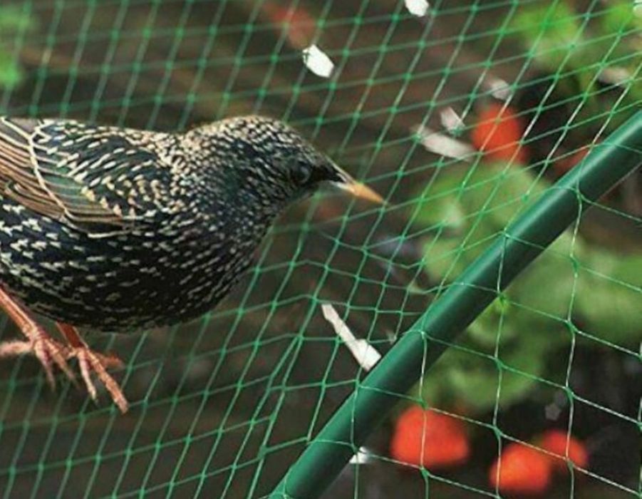 Plasa protecție păsări Parkside  4x5 m