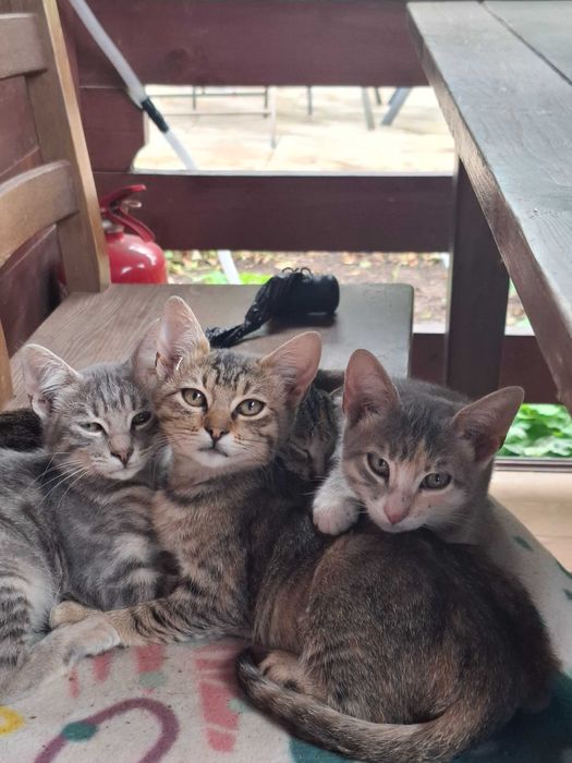 Adoptie 6 pisoiasi
