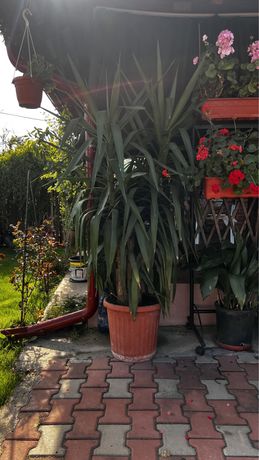 Planta decorativa Yucca