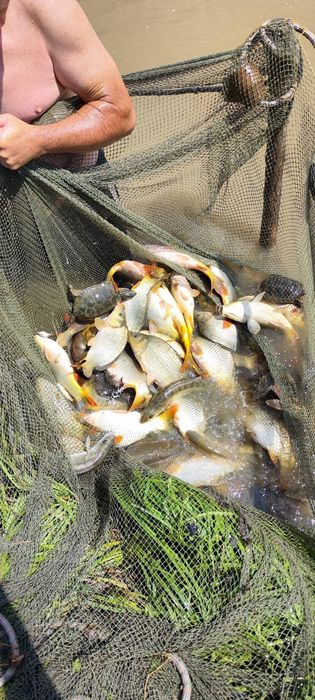 Puiet crap  fitofag caras