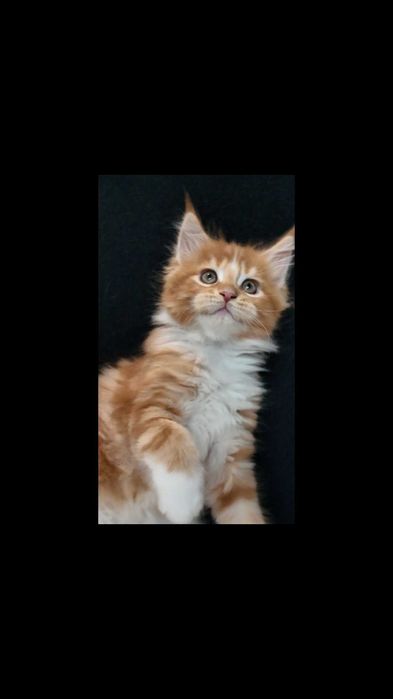 Pui de pisică rasa Maine Coon