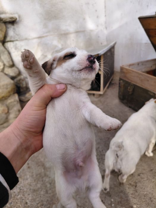 Джак Ръсел териер