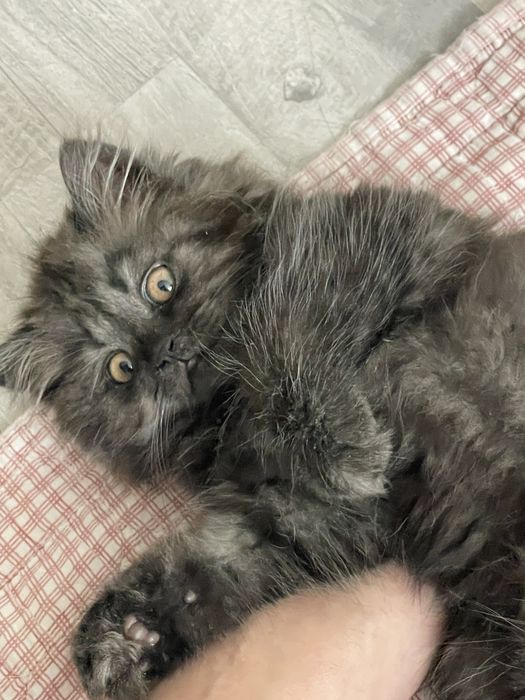 Продам 2х. Месячного котенка британец