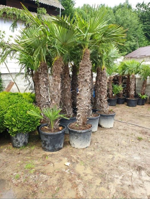 Vand Palmieri Trachycarpus Fortunei. Prețurile de producător