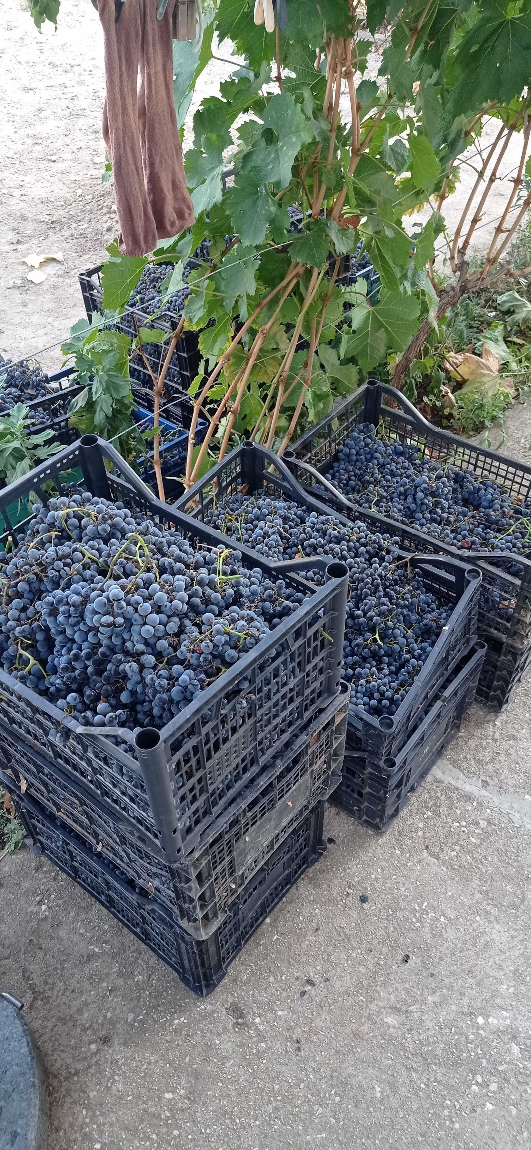 Продавам грозде, сорт "Мерло"