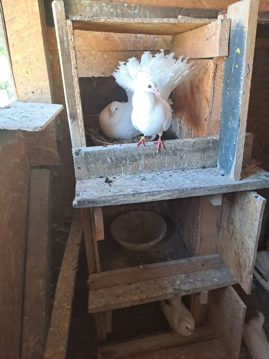 Porumbei voiajori albi