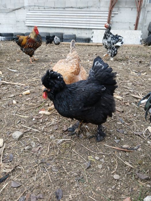 Găini și cocoși de rasă