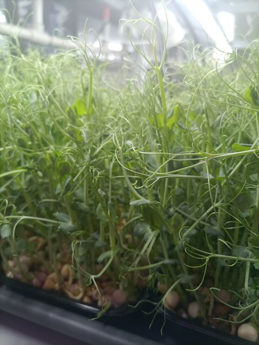 Микрозелень доставка по Алматы