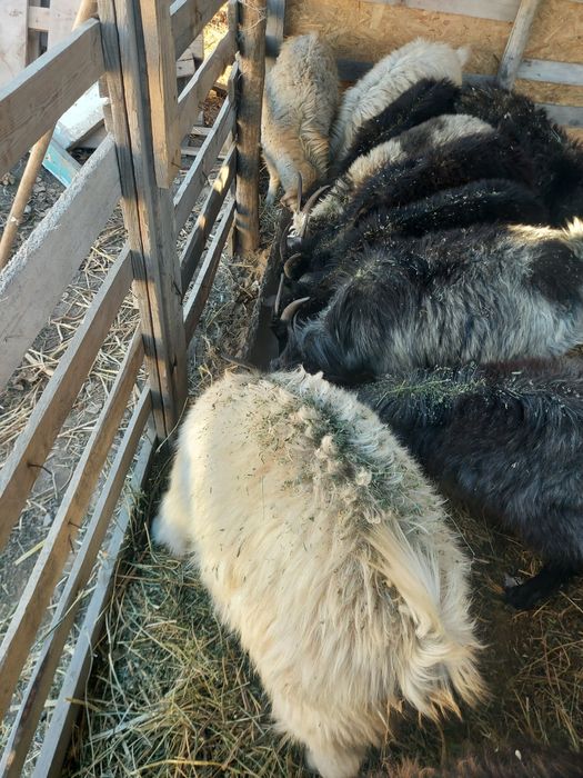 Ешки  сатылады жем жеп турган