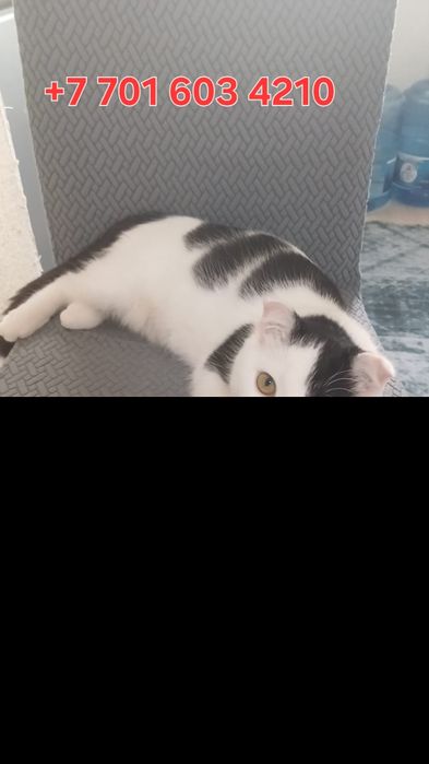 Кошечка ищет любящих родителей