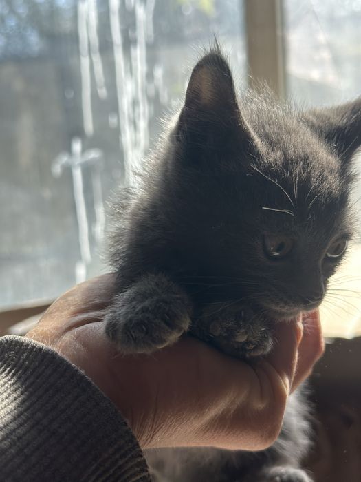 Котёнок подкидыш ищет дом