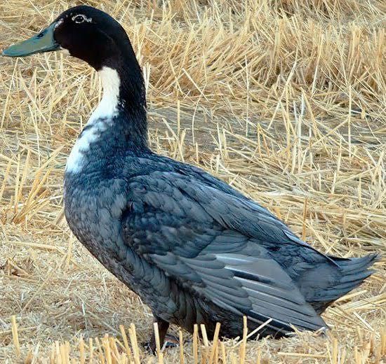 Ўрдаклар сотилади | Утки