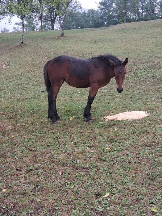 Vând  mânza se trage din  iepa semi grei