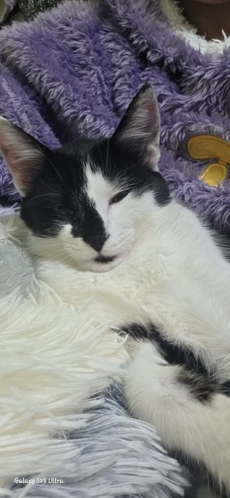 Подарявам женско коте