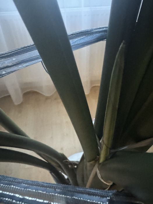 Planta decorativa naturala