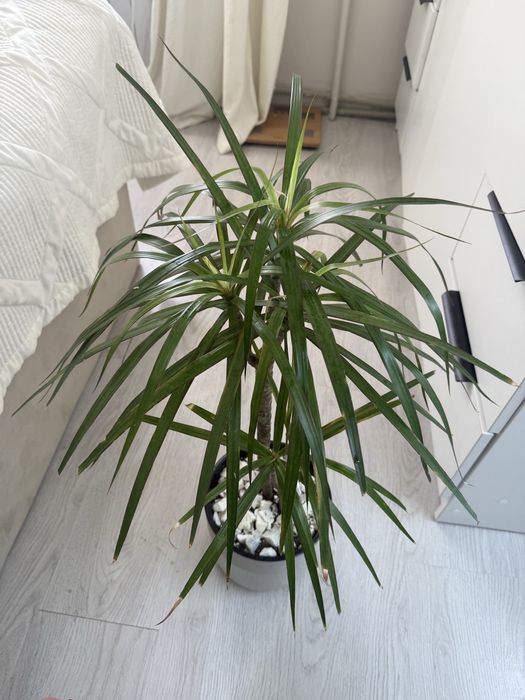 Драцена в горшке