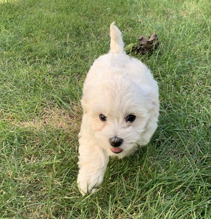 Pui Bichon 4 luni carnet si vaccin