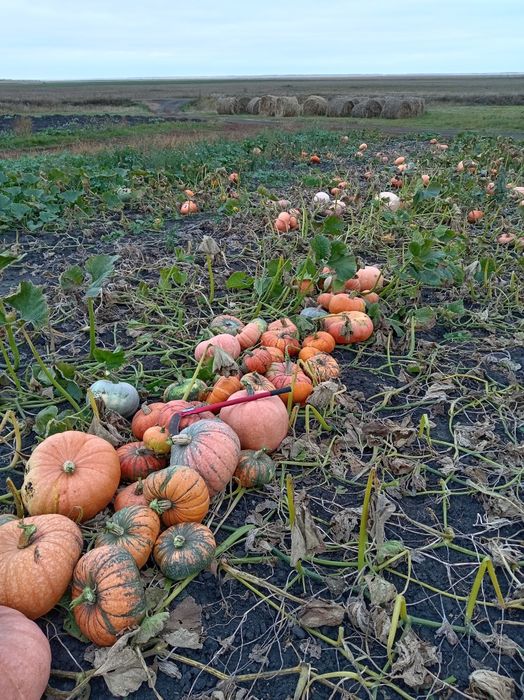 Продам тыква домашняя