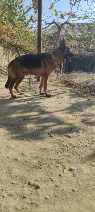 Nemis afcharkasi urg‘ochi 14 oylik 1-marta tuqqan