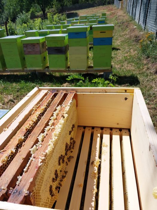 Miere de albine, producție proprie