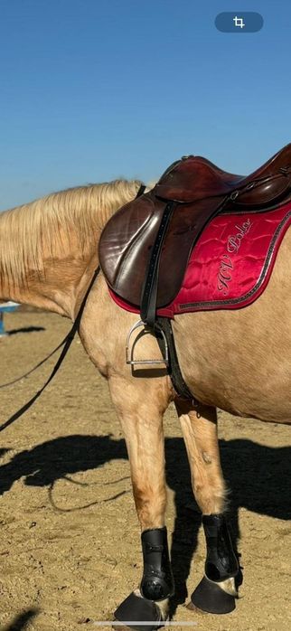 Șa călărie/ echitație