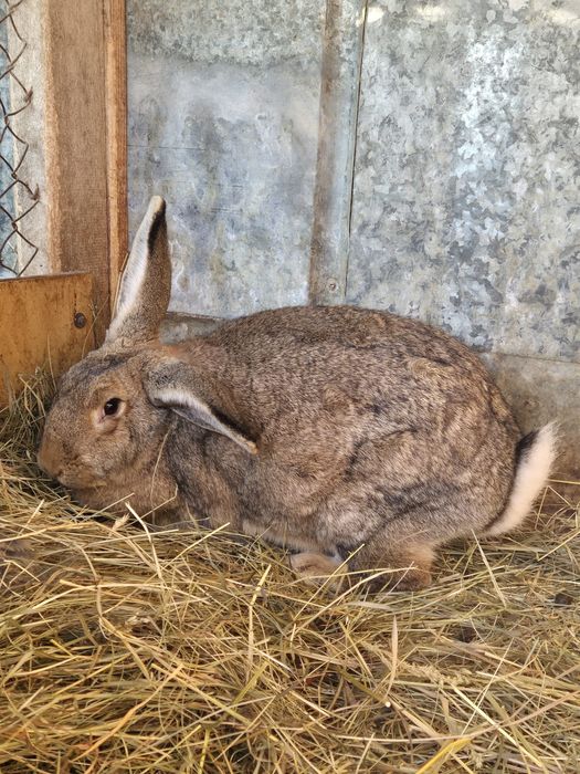 Vând iepuri pui și adulți