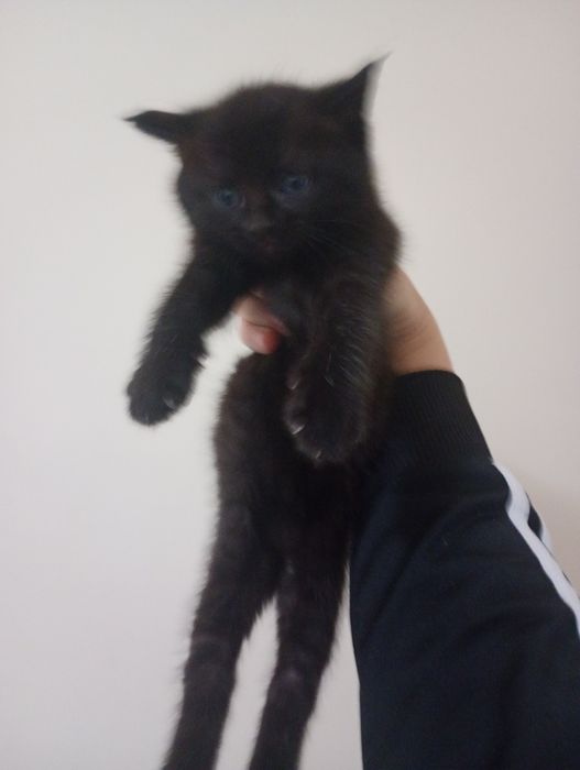 Pui de pisică de 3 săptămâni