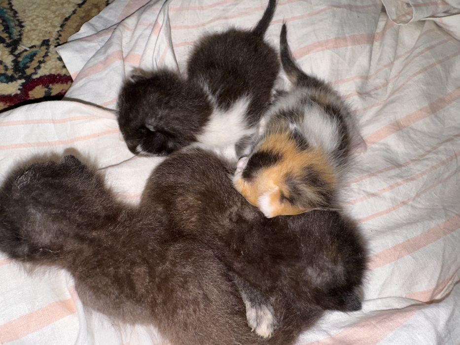 Отдам котят в хорошие руки