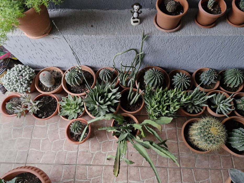 Cactusi exotici în ghiveci
