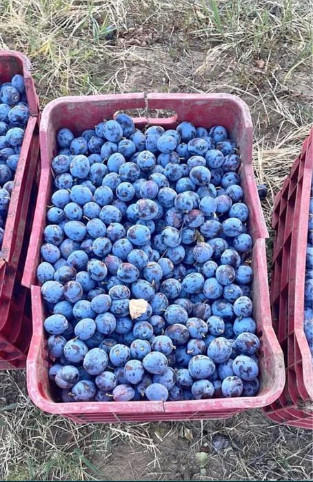 Vand prune pentru rachiu