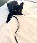 Подарявам коте / котенце