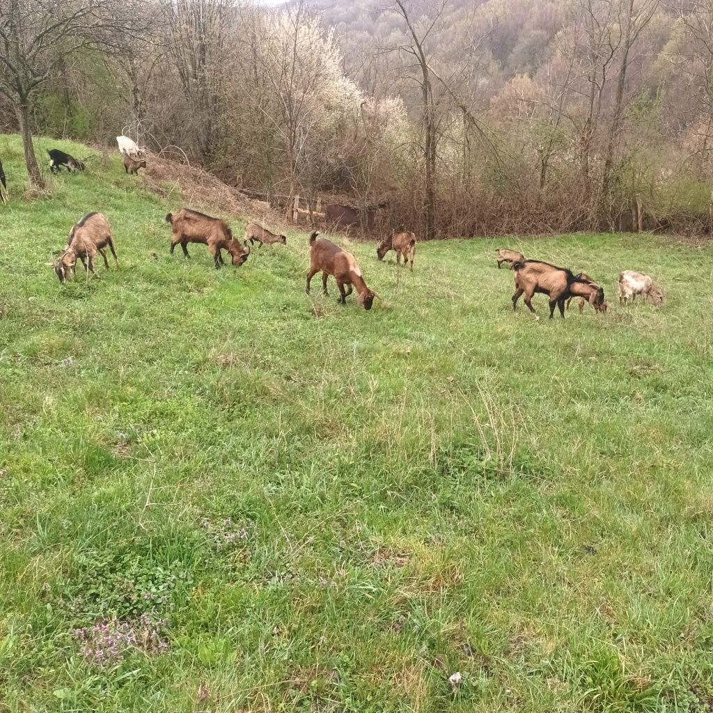 Vând capre de rasă, 10 bucă sau schimb cu mașină. ți + 2 țapi