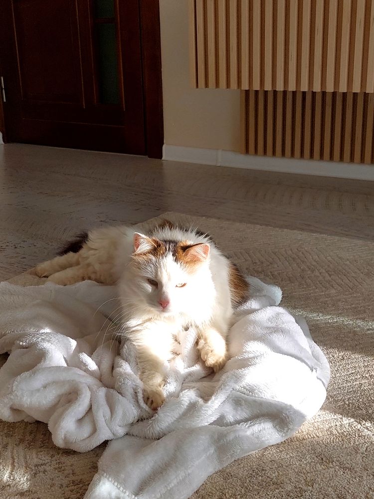 Servicii de pet sitting/cazare pentru diverse animale