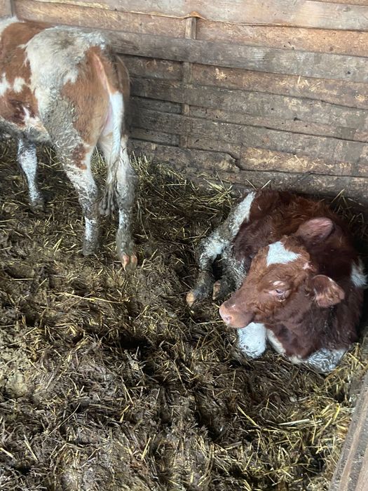 Vand vitele productie proprie din ferma de Elita  Ciurea