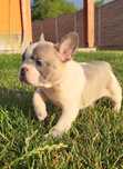 Pui Buldog Francez