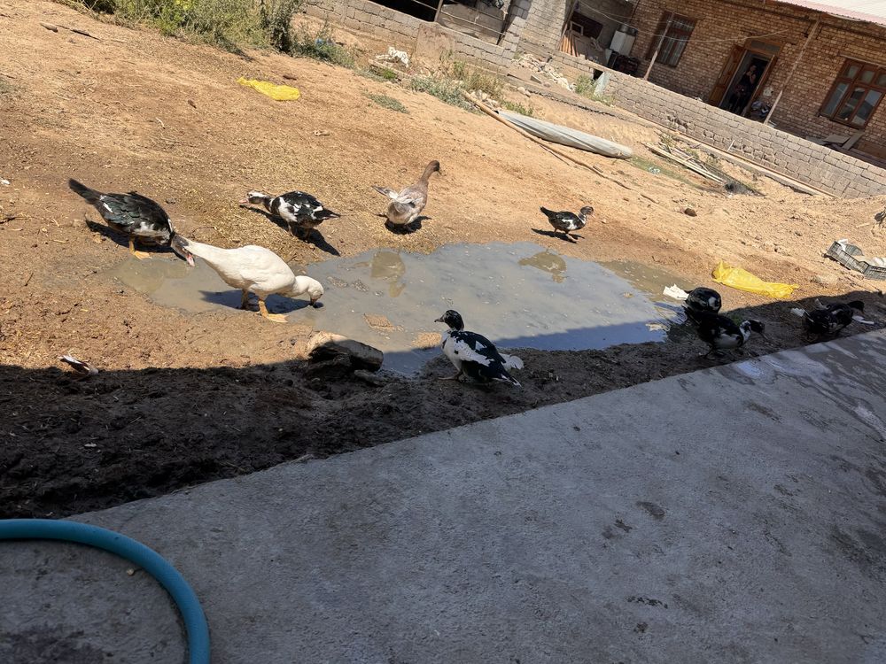 Indutka sotiladi soğlom