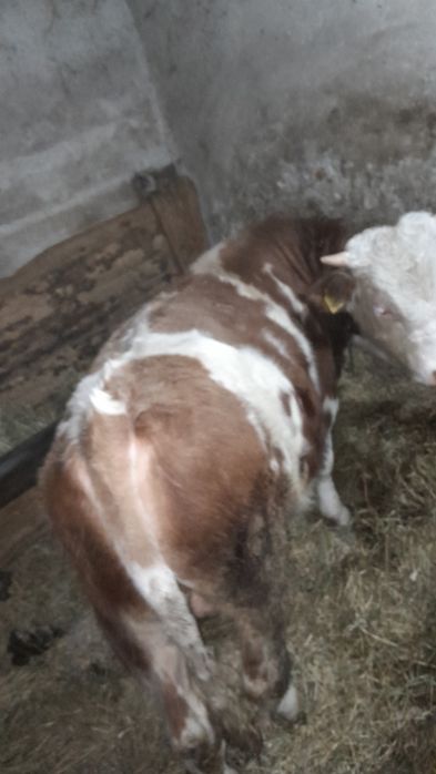 Vând viel pt abatorizare