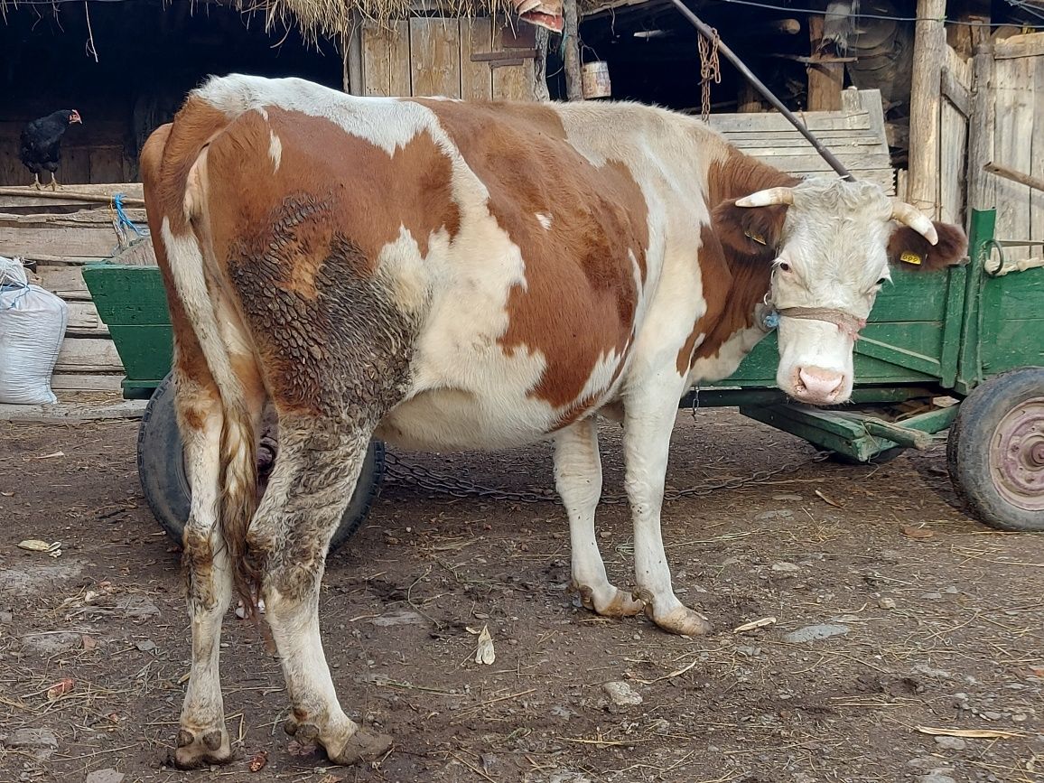 Vaca de vanzare tanara