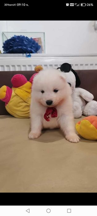 Прекрасни самоедчета.