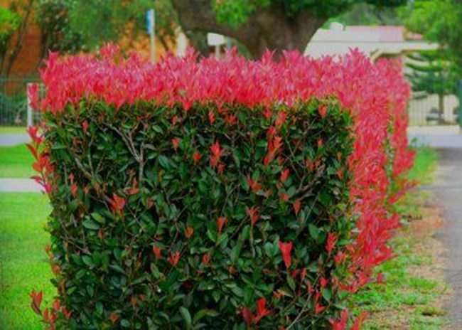 Фотиния-(Photinia Red Robin)