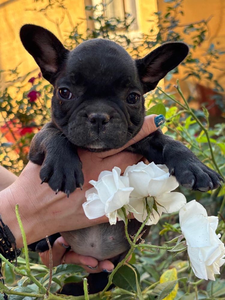 Bulldog francez 7 sapt