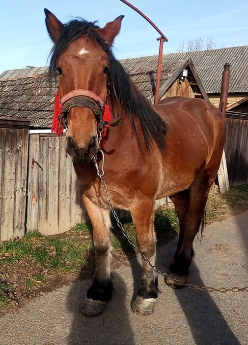 Cal de 3 ani Boghis Sālaj